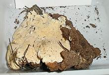 GemeinerWurzelschwamm05