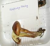 GelbfleischigerRitterling05