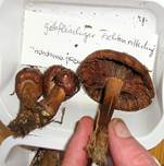 GelbfleischigerFichtenritterling05a