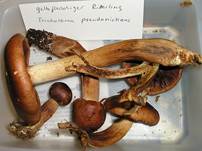 GelbfleischigerFichtenritterling05aa
