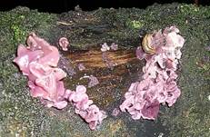 RosaSchleimi-