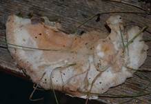 Gallatfleisch