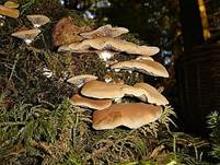 GallertfleischigesStummel3