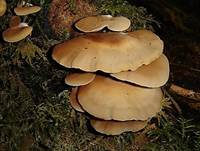 GallertfleischigesStummel4