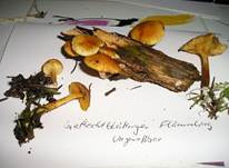 GeflechtblaettrigerFlaemmlingUngeniessbar1004