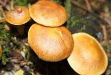 Geflaecktblaettr-Flaem3