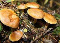 Geflaecktblaettr-Flaem4