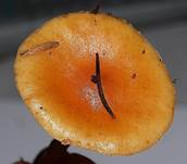Gefleckt2
