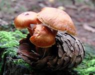 schupopilze2