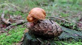 schupopilze