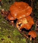 Gefleckter9a