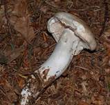 GefleckterRue8