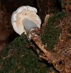 GefleckterRu8