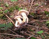 GefleckterRueblingErgaenzungFruehjahr
