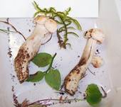 GefleckterRuebling2