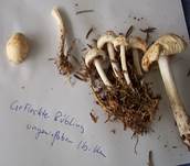 GefleckterRuebling3