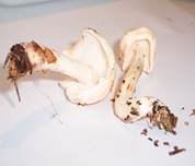 GefleckterrRueblinguntenE7