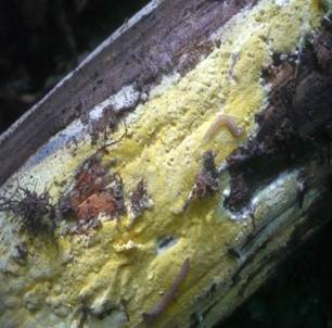 Gelbe Braunfäuletramete, Gelbe Tramete, Gelbliche Resupinattramete