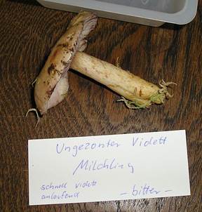 UngezonerViolettmilchlingErgaenzungTausch3