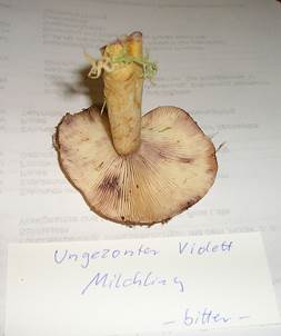 UngezonerViolettmilchlingErgaenzungTausch