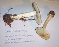 GelberKnollenblaetterpilz102003