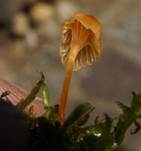 GefalteterNabeling