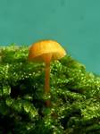 omphalinachromacea