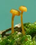 omphalinachromacea2