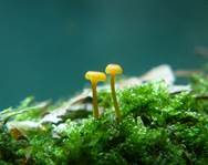 omphalinachromacea4