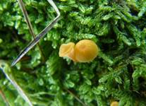 omphalinachromacea6
