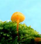 omphalinachromacea7