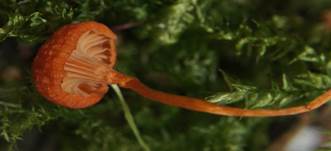 OrangfalberHeftnabeling