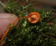 OrangfalberHeftnabeling3