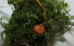 OrangfalberHeftnabeling2