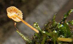 GefalteterNabeling2