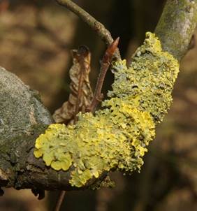 Gelbflechtt-