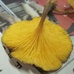 GelbblaettrigerHolznabeling8