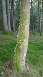 hallimaschbaum3