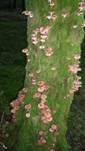 hallimaschbaum