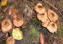 hallimasch07-