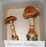 GeschmueckterGuertelfuss05
