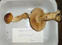 GeschmueckterSchleimkopf05