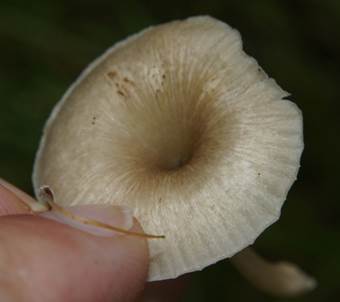 GNabeling2