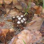 GestreifterTeuerling05