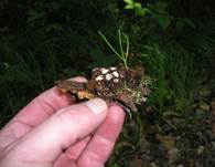 GestreifterTeuerling05aa