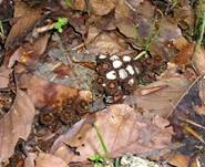 GestreifterTeuerling05a
