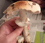 GetropfterSchleimschirm4