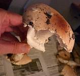GetropfterSchleimschirm