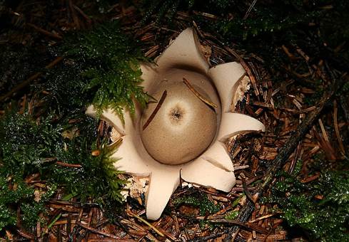 GewimpertERD