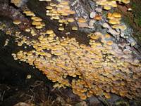 Gloeckchennabeling3sas